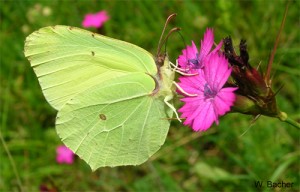 Zitronenfalter WB