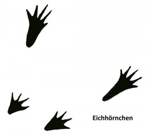 Eichörnchen