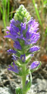 Campanula spicata WB