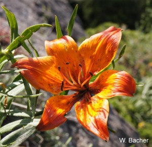 Lilium bulbiferum WB