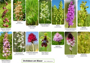 Orchideen am Blaser, WB