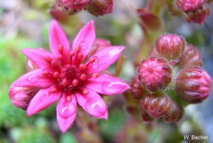 Sempervivum arachnoideum