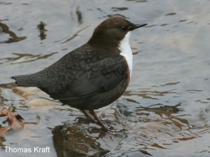 Wasseramsel