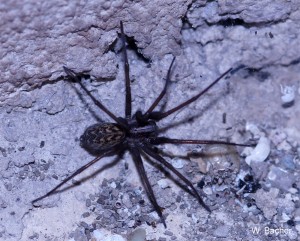 Hauswinkelspinne
