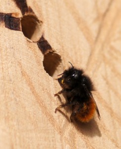 Gehörnte Mauerbiene, Weibchen