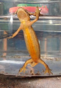 Teichmolch