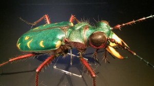 Sandlaufkäfer, Modell Inatura
