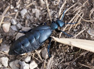 Schwarzblauer Ölkäfer