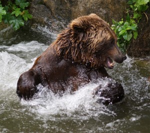 Braunbär