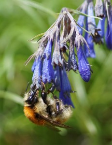 Veränderliche Hummel (Bombus humilis) cf