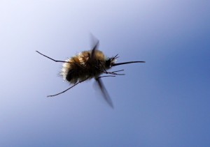 Wollschweber (Bombylius sp.)