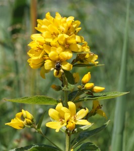 Schenkelbiene auf Gew. Gilbweiderich