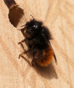 Gehörnte Mauerbiene - Weibchen