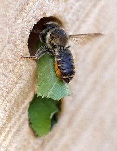 Blattschneiderbiene Megachile sp.