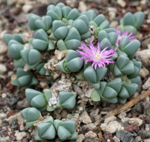 Gibbaeum petrense_Aizoaceae