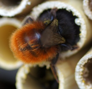 Gehörnte Mauerbiene, Weibchen
