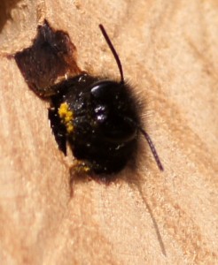 Gehörnte Mauerbiene, Weibchen