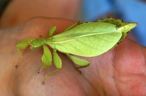 Wandelndes Blatt