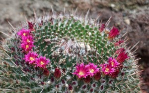 Kakteenblüten