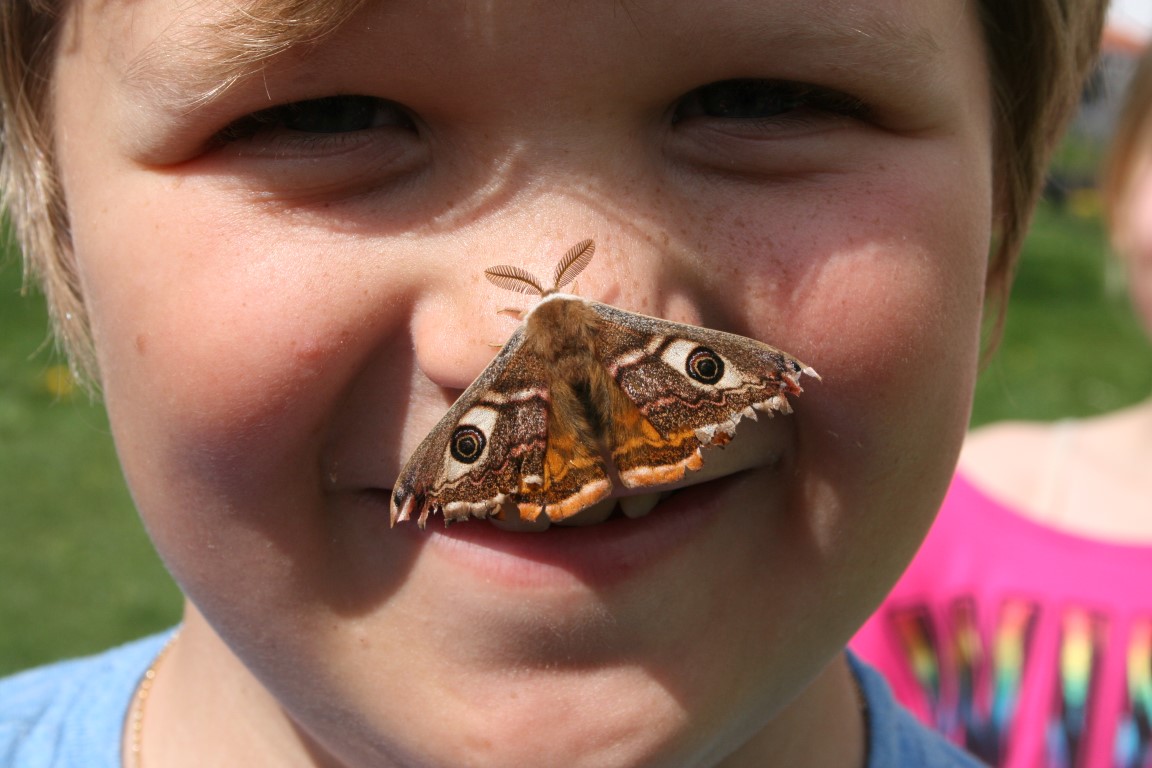 Freiwillige Schmetterlingsbeobachter Für Das Projekt Viel-Falter Gesucht!