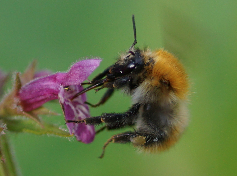 Hummeln – Die Pelzigen Bienen