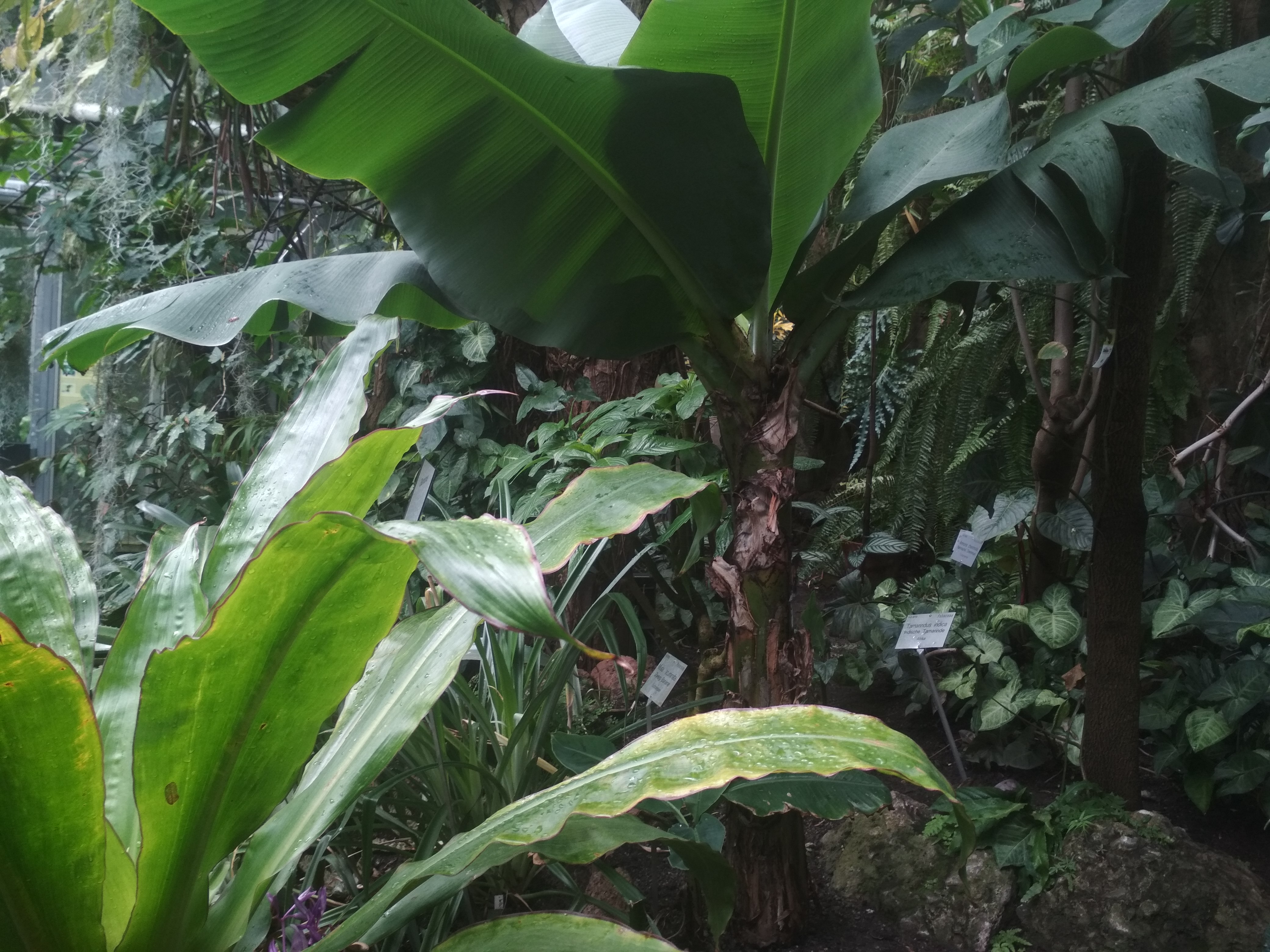 Tropische Vegetation