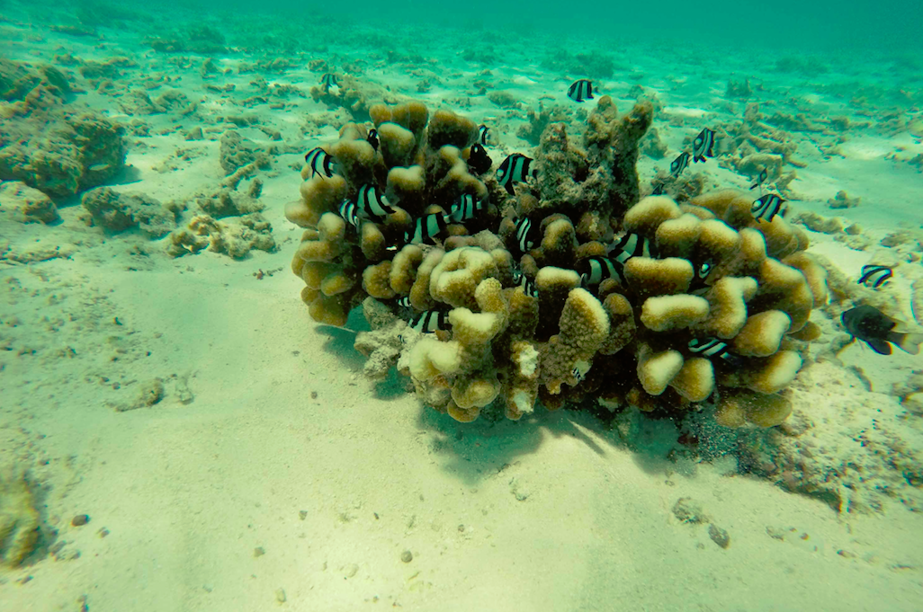 Natopia Ohrwurm – Ökosystem Meer
