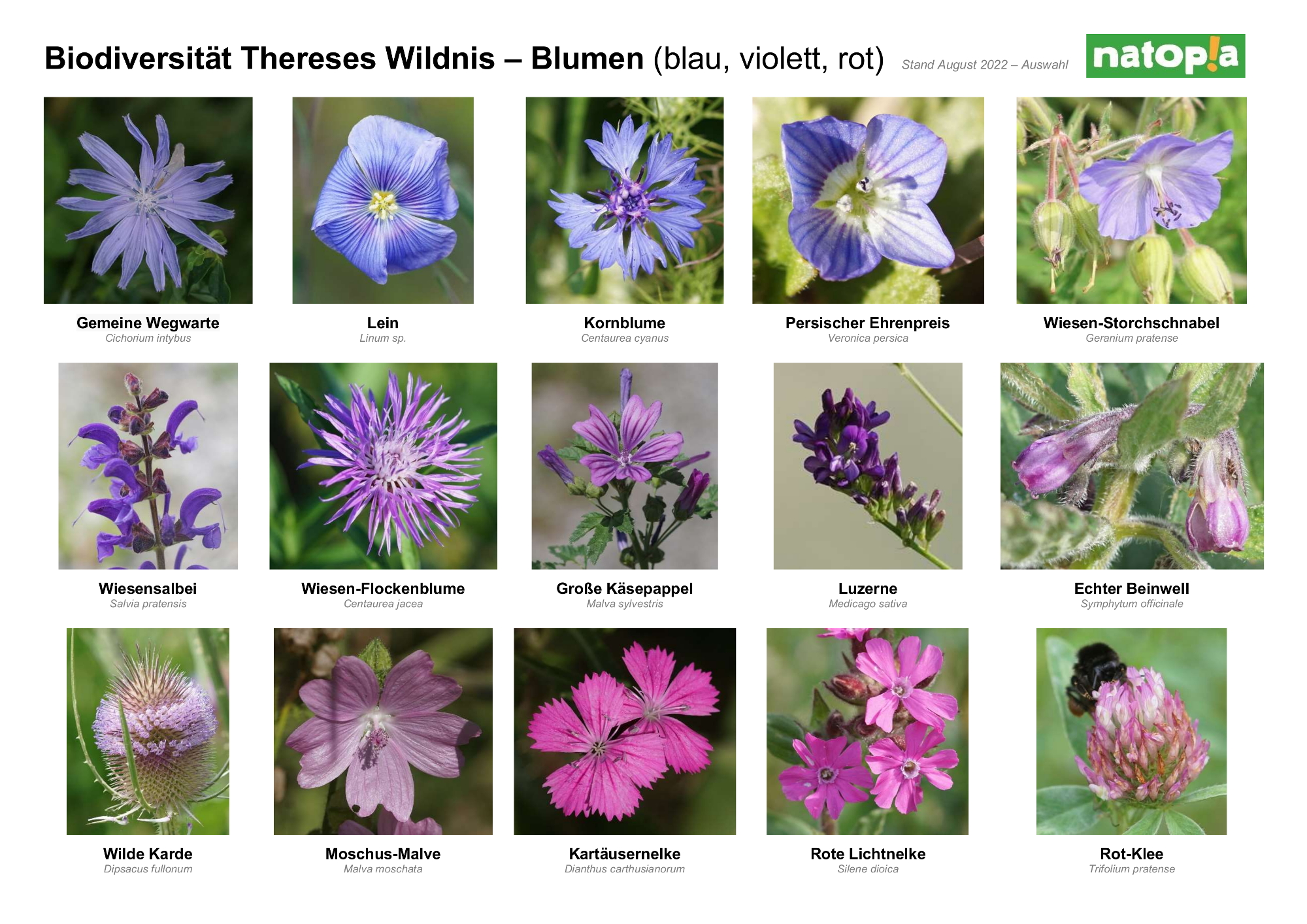 8 Biodiversität Thereses Wildnis Blumen 1 2022 08 15