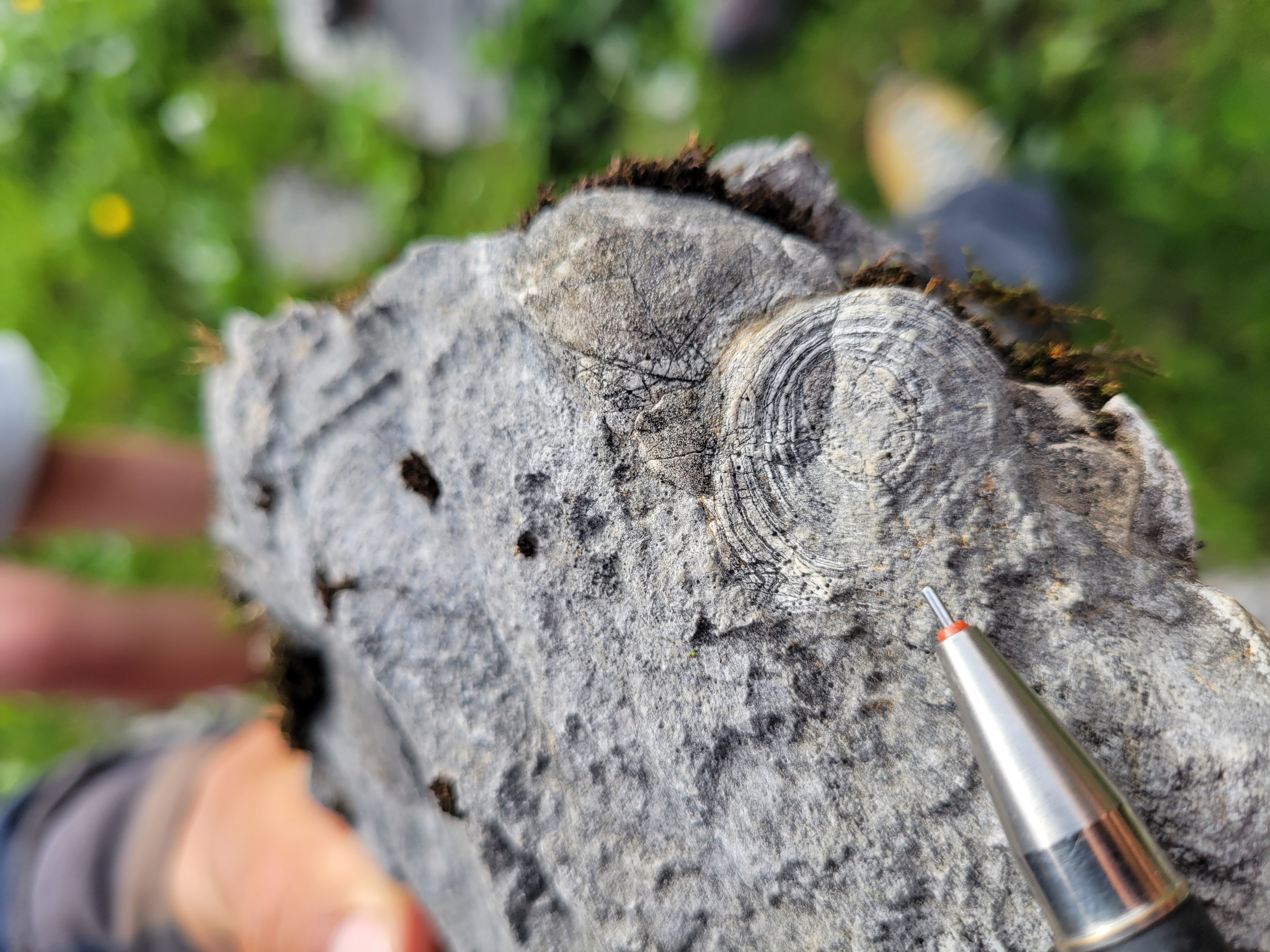 GISS 2 – Korngrößen, Fossilien