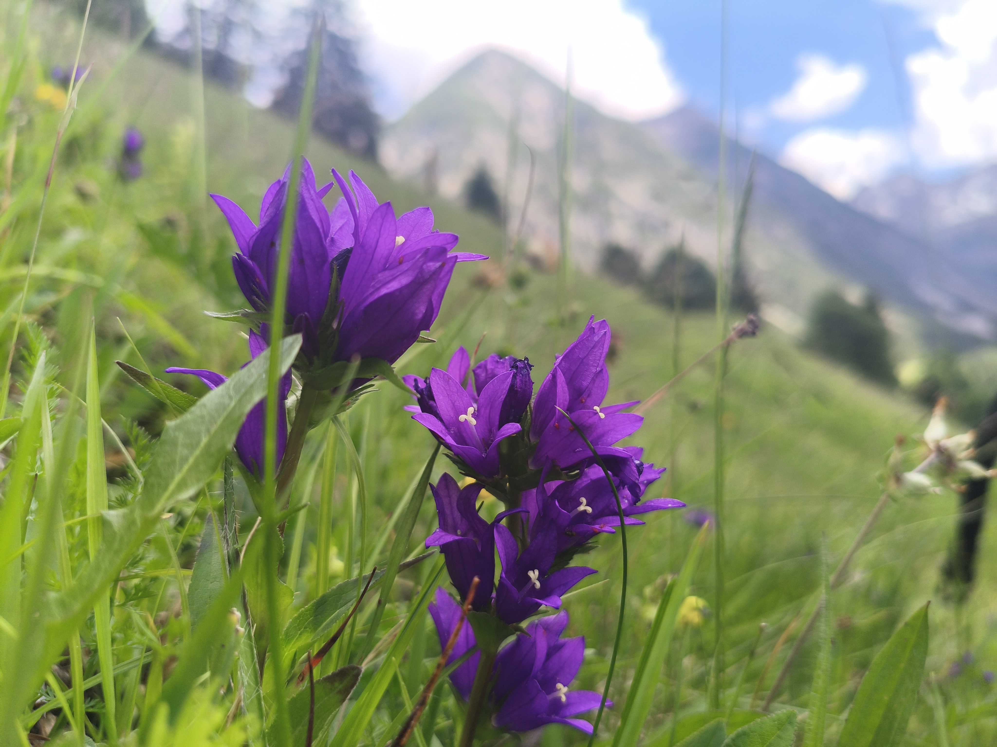Bunte Wiesen Und Vielfältige Kulturlandschaft – Tiroler Naturführer:innen Gruppe 2 Im Naturpark Tiroler Lech