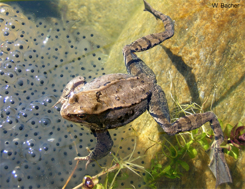 Grasfrosch