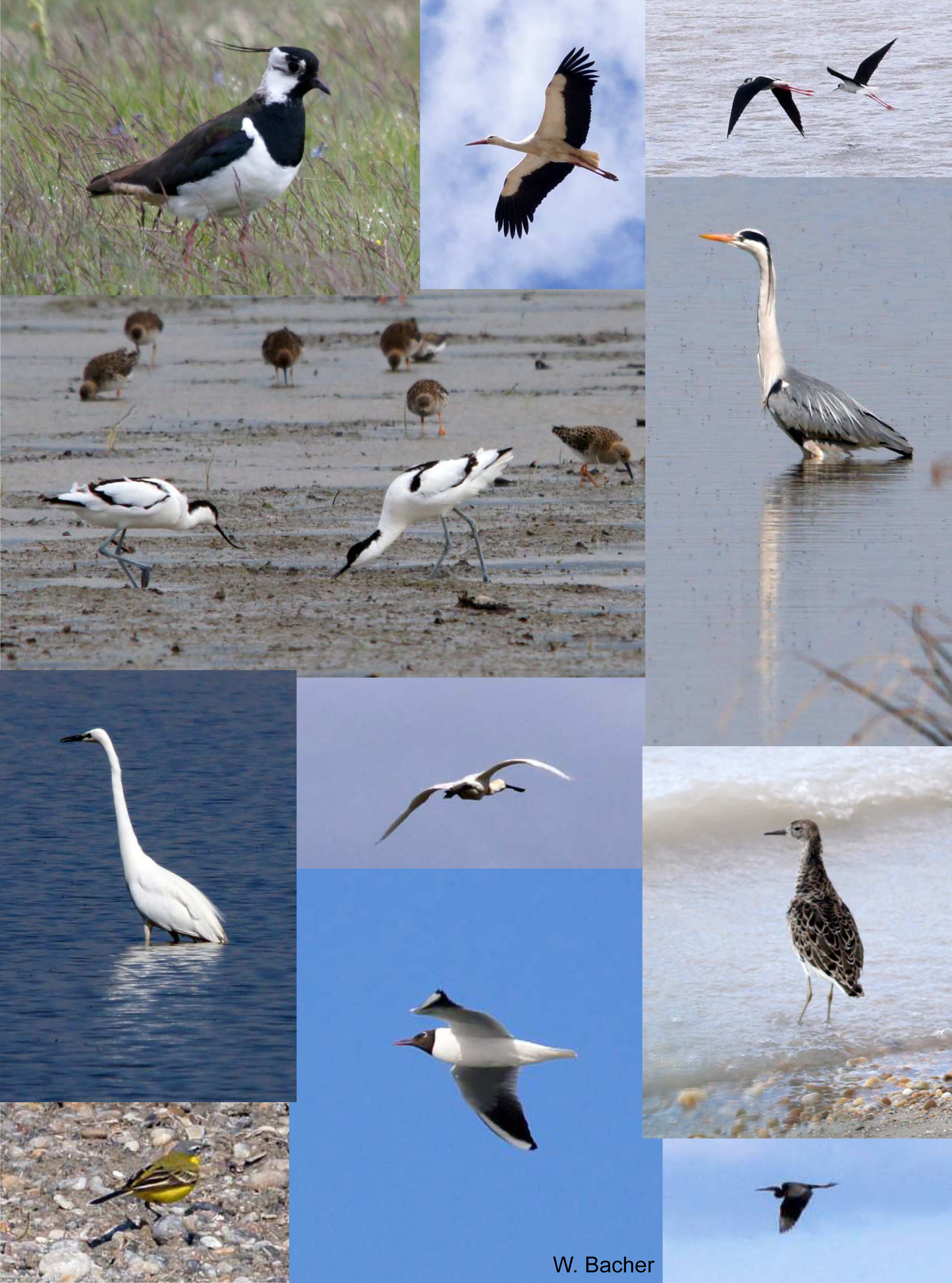 Nationalpark Neusiedler See – Seewinkel, 13.-18.4.2014