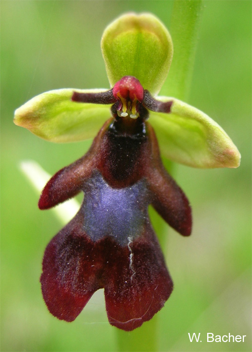 Orchideen Im Gschnitztal