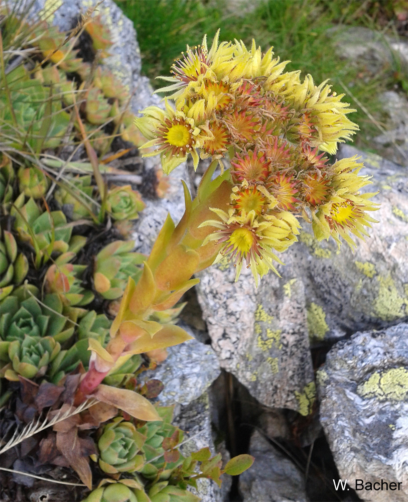 Sempervivum Wulfenii