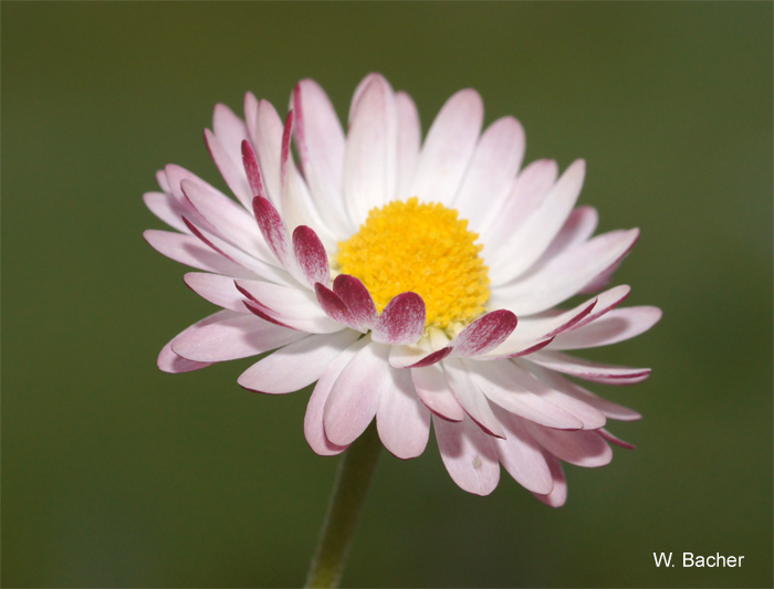 Gänseblümchen