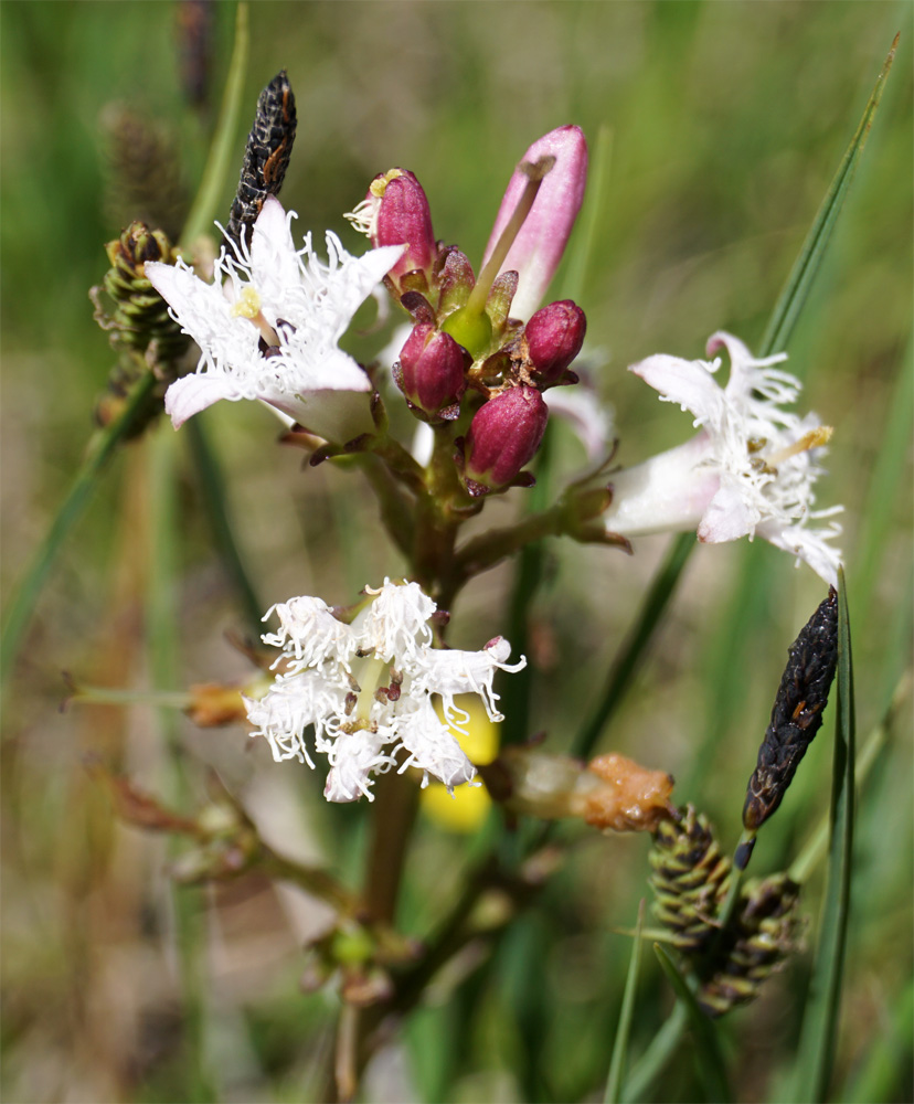 Lebensraum Wasser – Mit Peter Mertz Am Seefelder Plateau