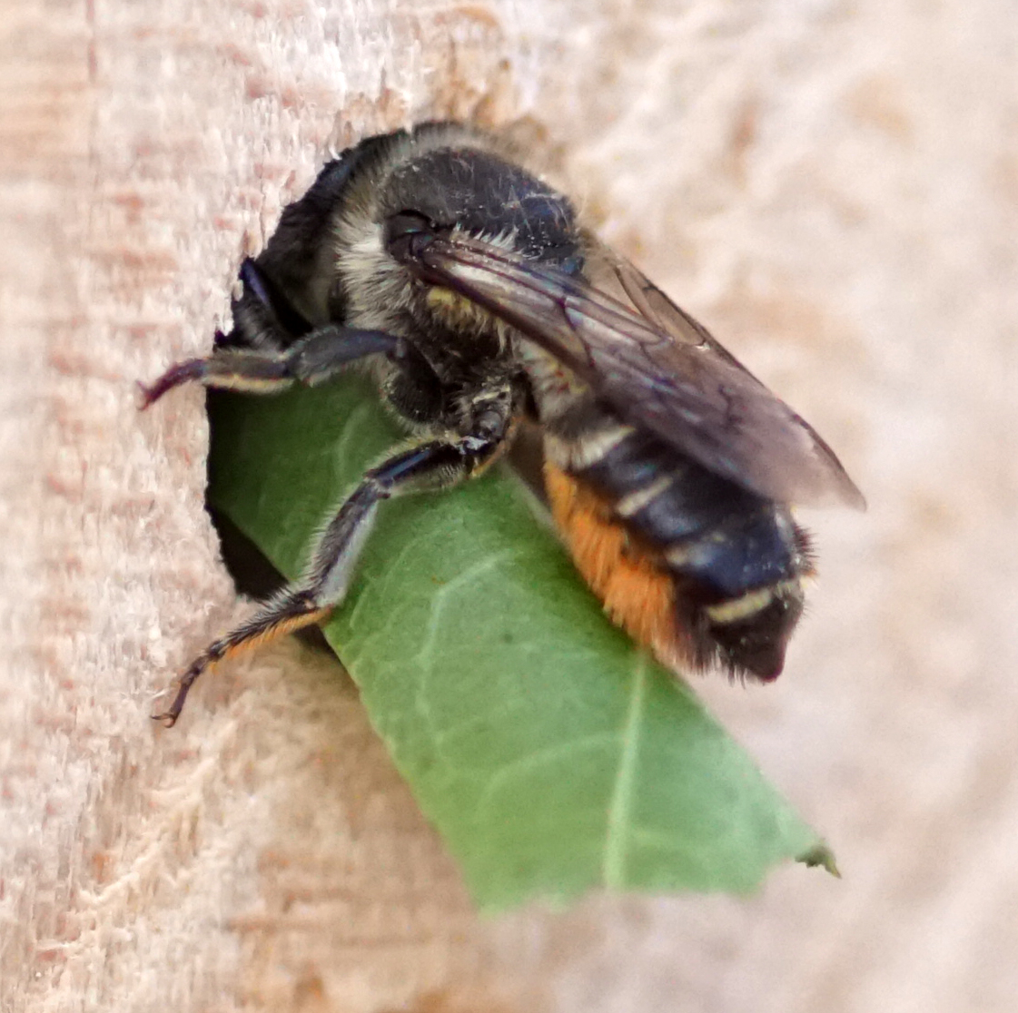 Blattschneiderbienen Im Naturgarten