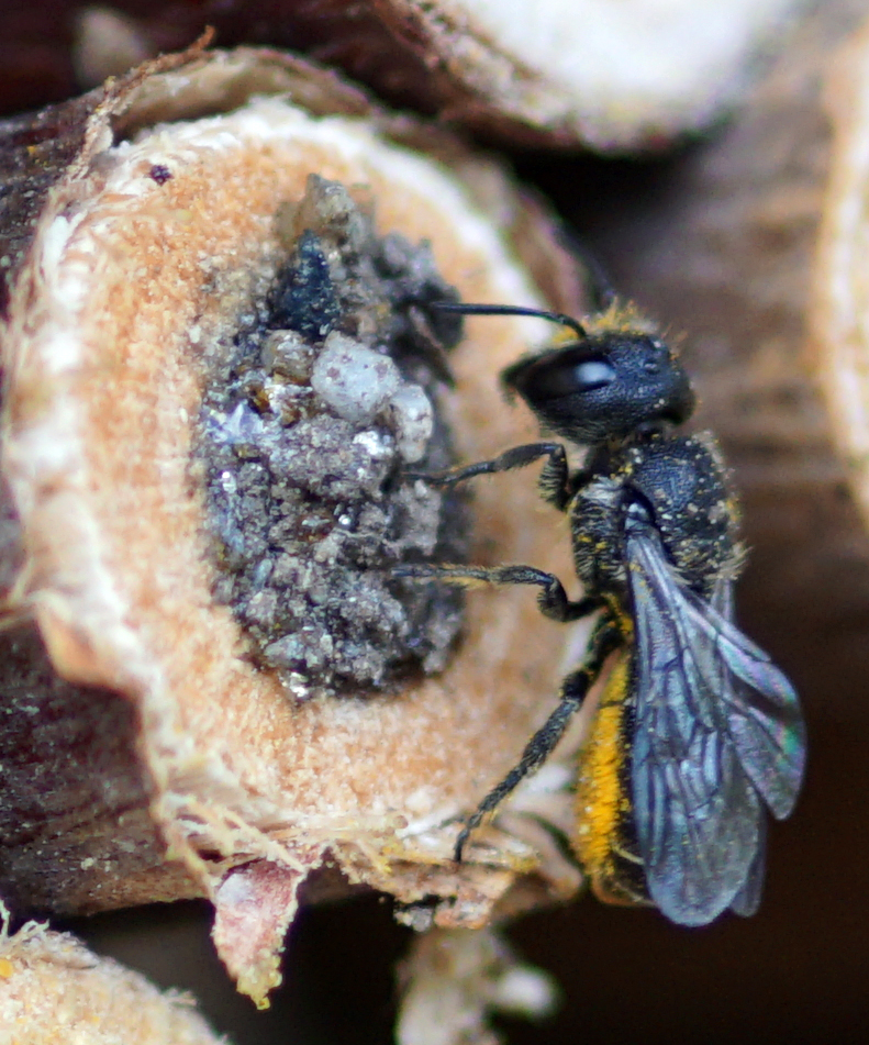 Besuch Von Den Wildbienen-Freunden Von VS Und ASO Steinach