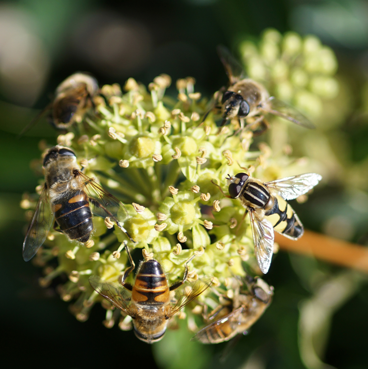 Der Efeu Als Herbstlicher Insekten-Magnet