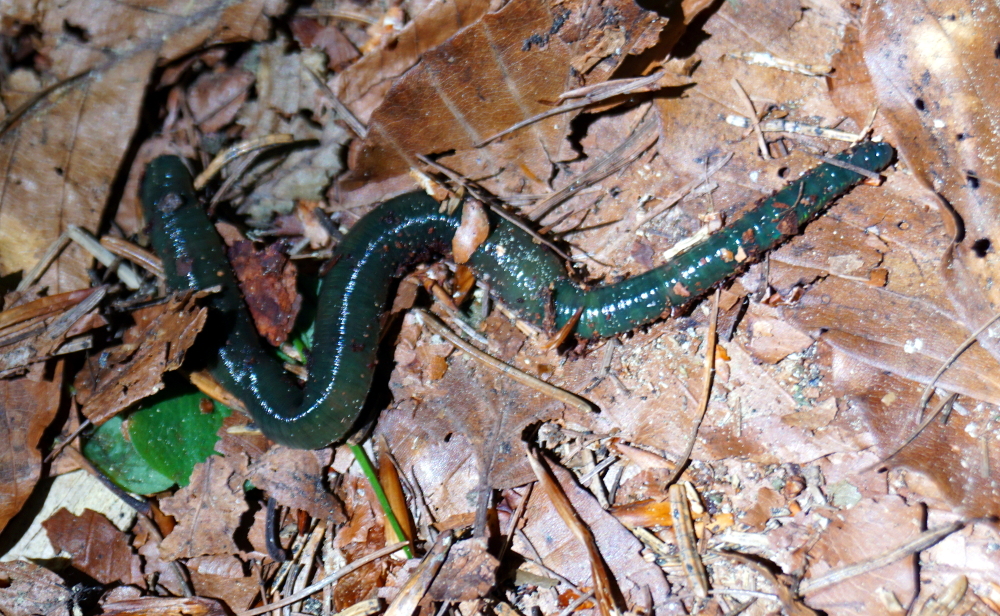 Bodentiere 05 Smaragdgrüner Regenwurm 2 Kl