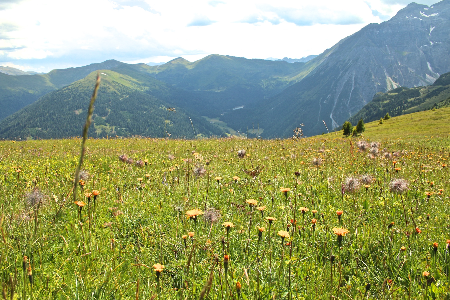 Natopia Ohrwurm – Sommergespräche