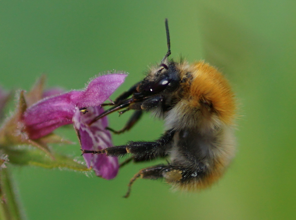 Ackerhummel