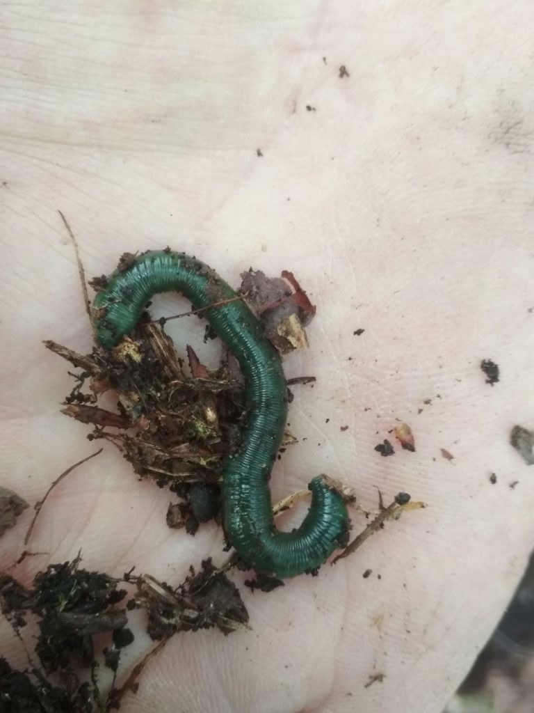 Er ist es wirklich! Gestatten, Smaragdgrüner Regenwurm (Allolobophora smaragdina)