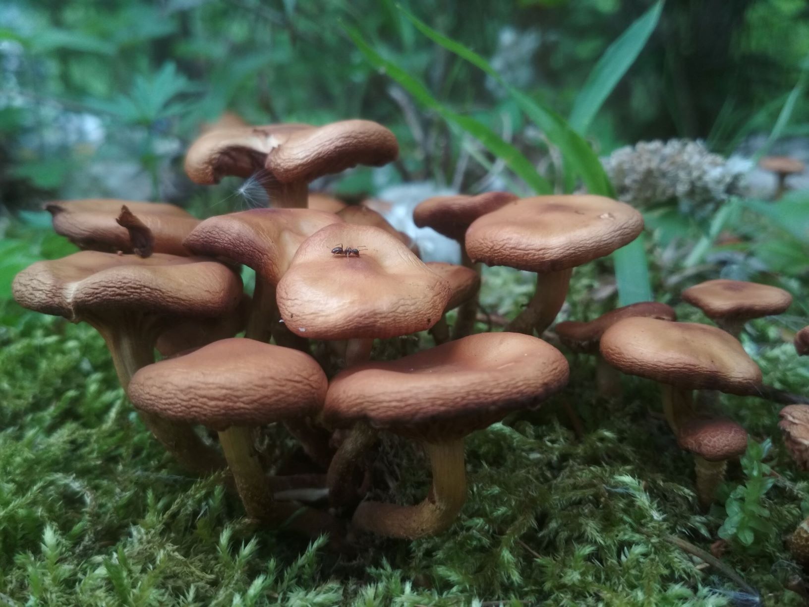 Ein Wald Voller Überraschungen – Naturführer-Jubiläumskurs Im Naturpark Zillertal