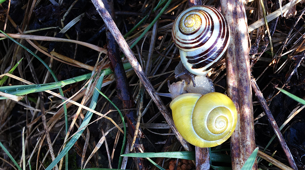 Cepaea Hortensis