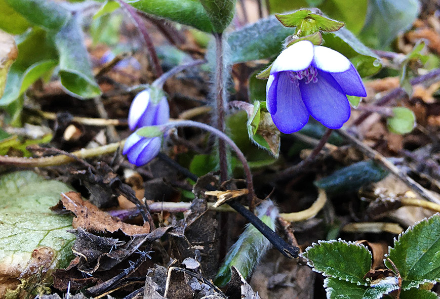 Die Blumenuhr