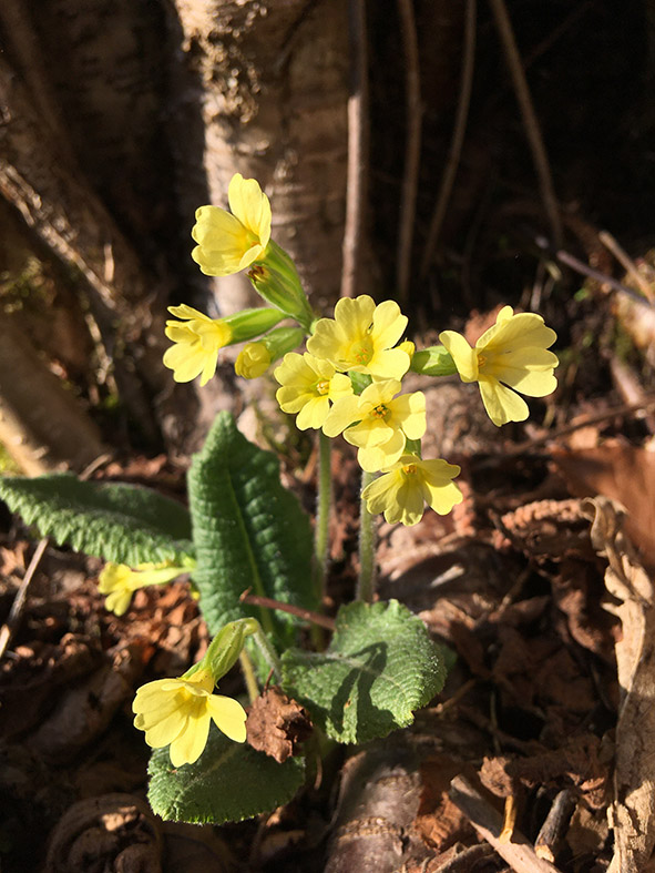 Primula Eliator