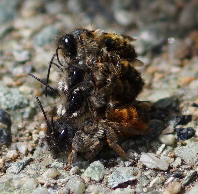 Osmia Bicornis Rostrote Mauerbiene Kopula