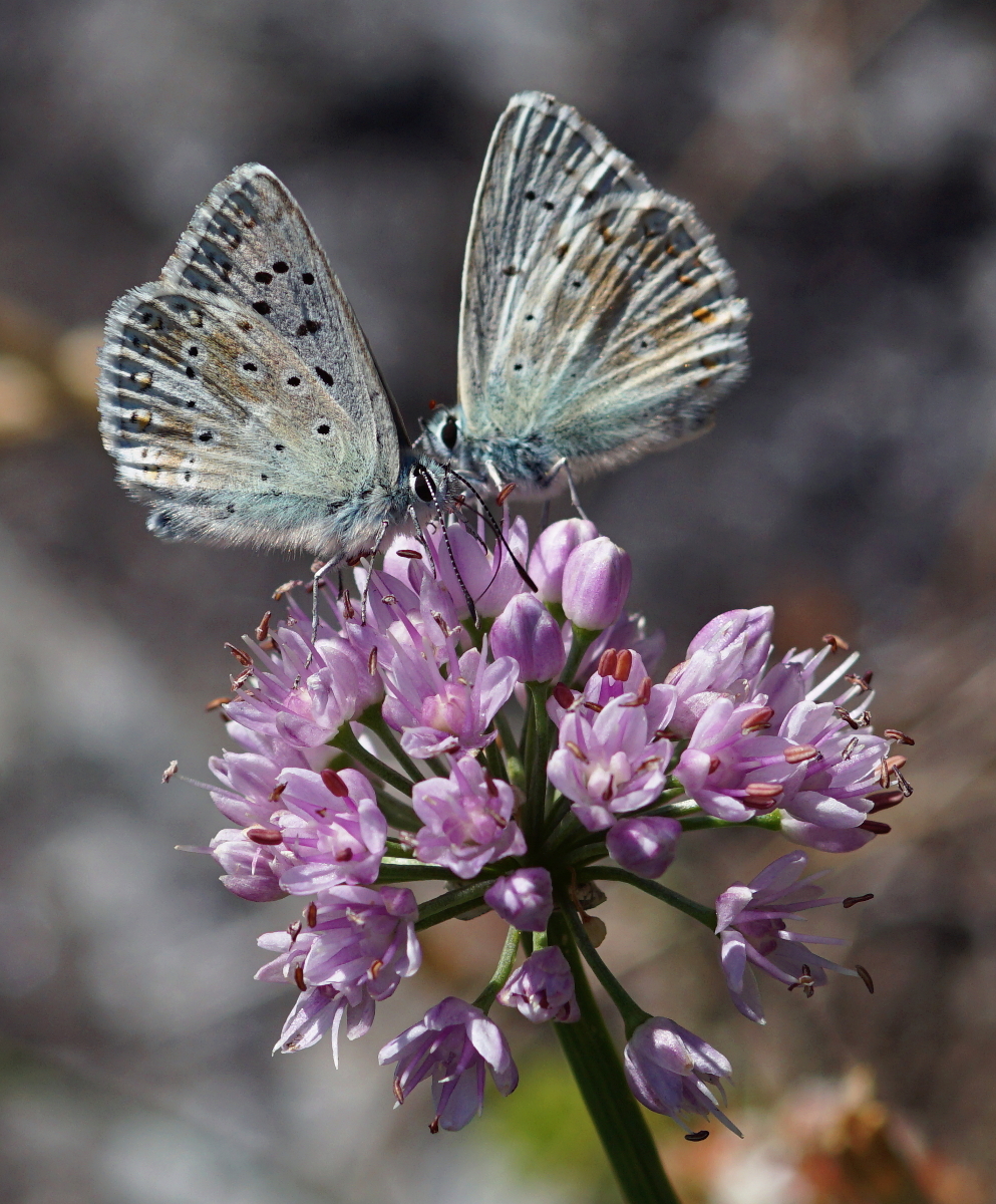 Naturpark Kaunergrat – 6. Bis 9. August 2020 – „Wiese“