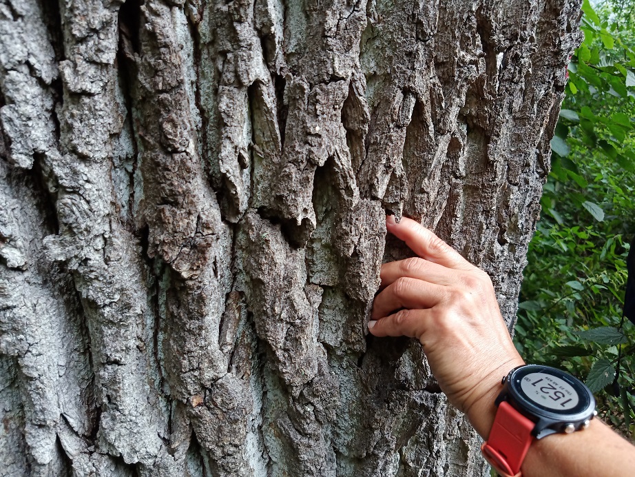 Den Wald Mit Neuen Augen Erleben – Tiroler Naturfüherkurs Modul 2 In Umhausen, Naturpark Ötztal, 23.-26. Juli 2020